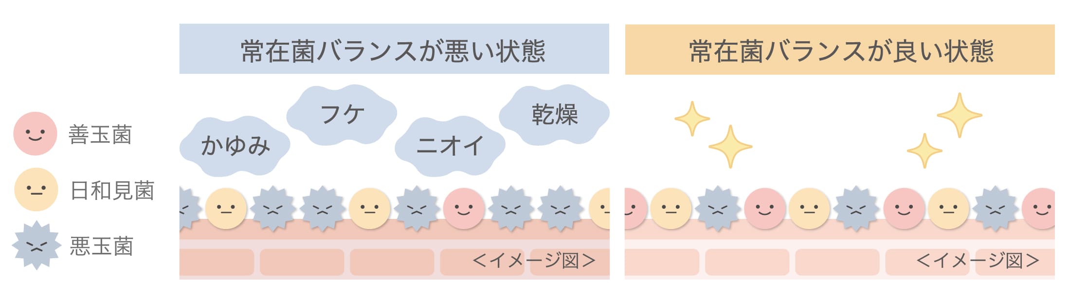 常在菌バランス_ヨコ