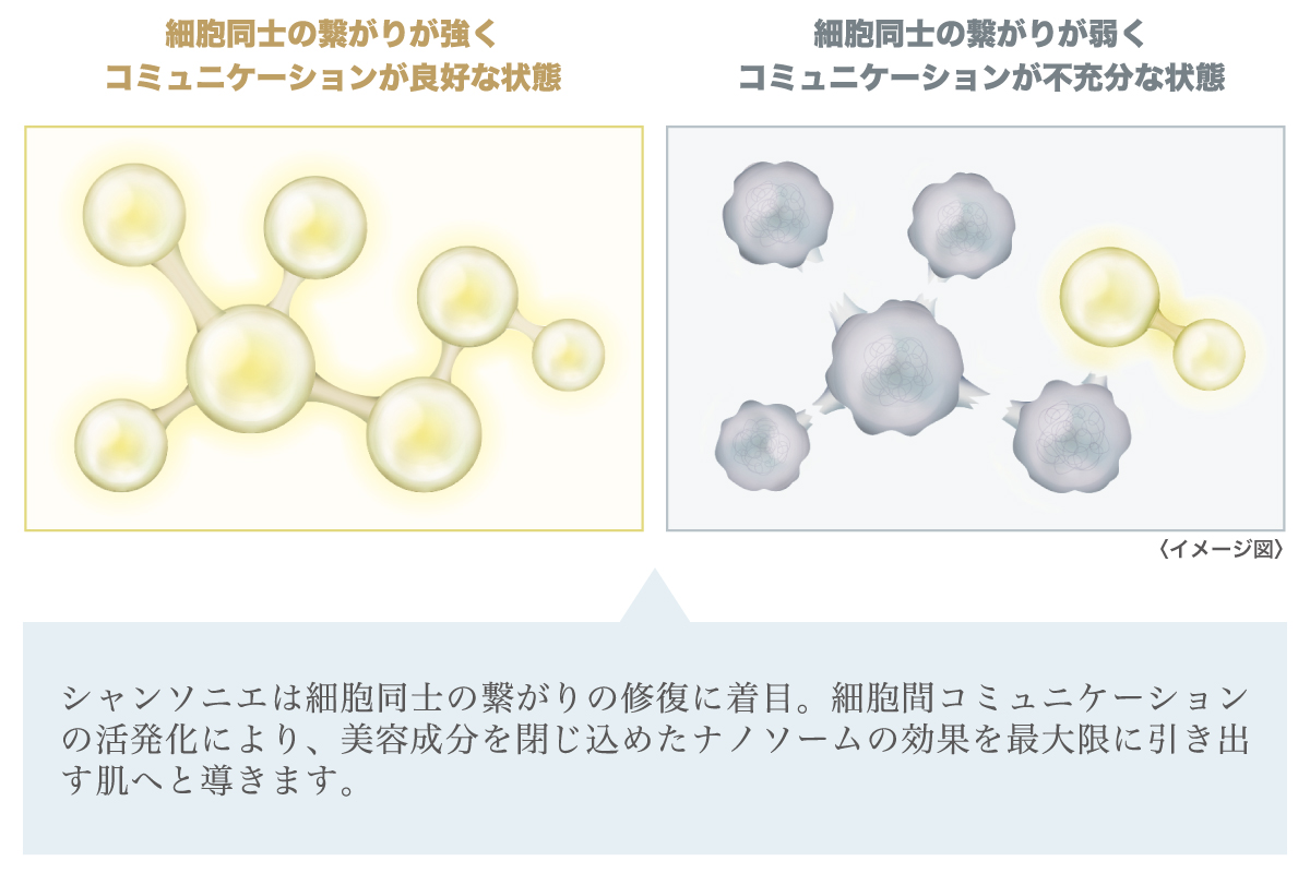 細胞間コミュニケーション