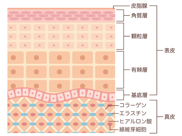 肌のイメージ図